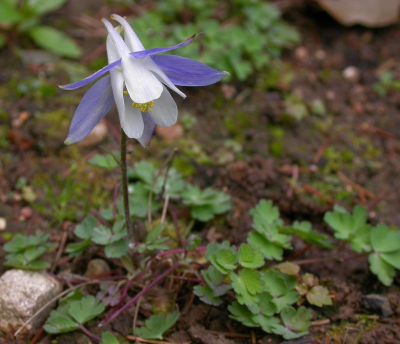 Изображение особи Aquilegia discolor.