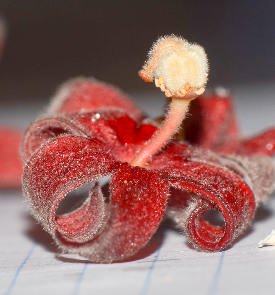 Изображение особи Sterculia foetida.