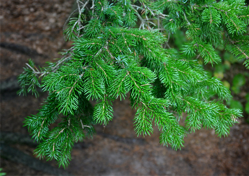 Изображение особи Picea ajanensis.