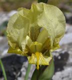 Image of taxon representative. Author is Роланд Цандекидис