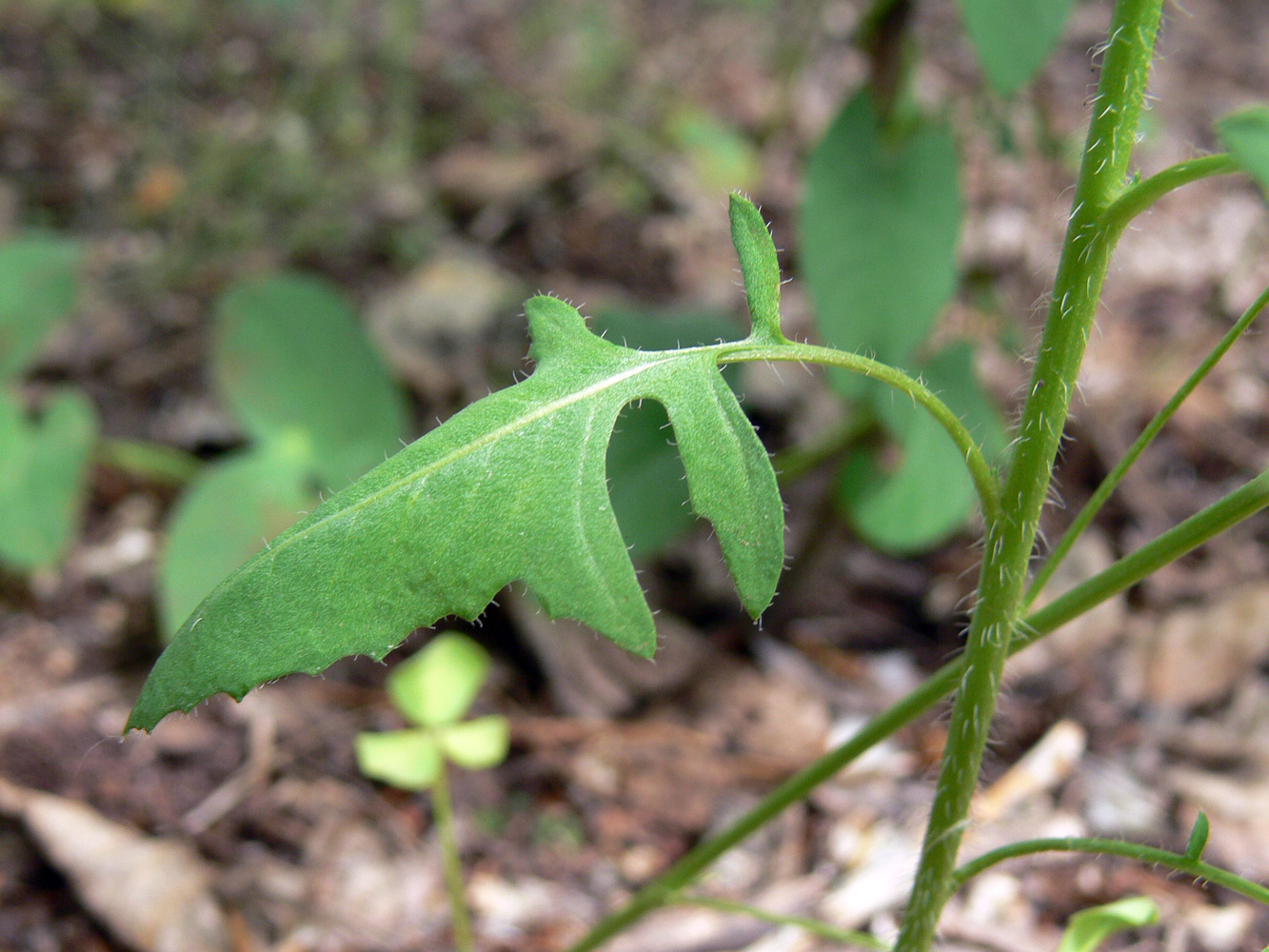 Image of Sisymbrium loeselii specimen.