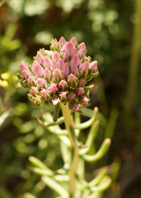 Image of Pseudosedum longidentatum specimen.