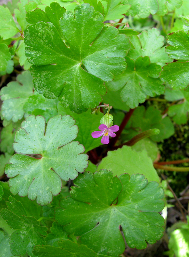 Изображение особи Geranium lucidum.