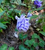 Aquilegia vulgaris. Цветок (махровая форма). Монако, Сады Святого Мартина (Jardin Saint Martin), участок смешанных культур. 23.07.2014.