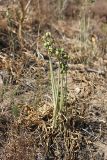 Ungernia sewerzowii. Плодоносящее растение. Южный Казахстан, горы Алатау (Даубаба), сев.-вост. склон вершины 1734, ~1550 м н.у.м. 15.08.2014.