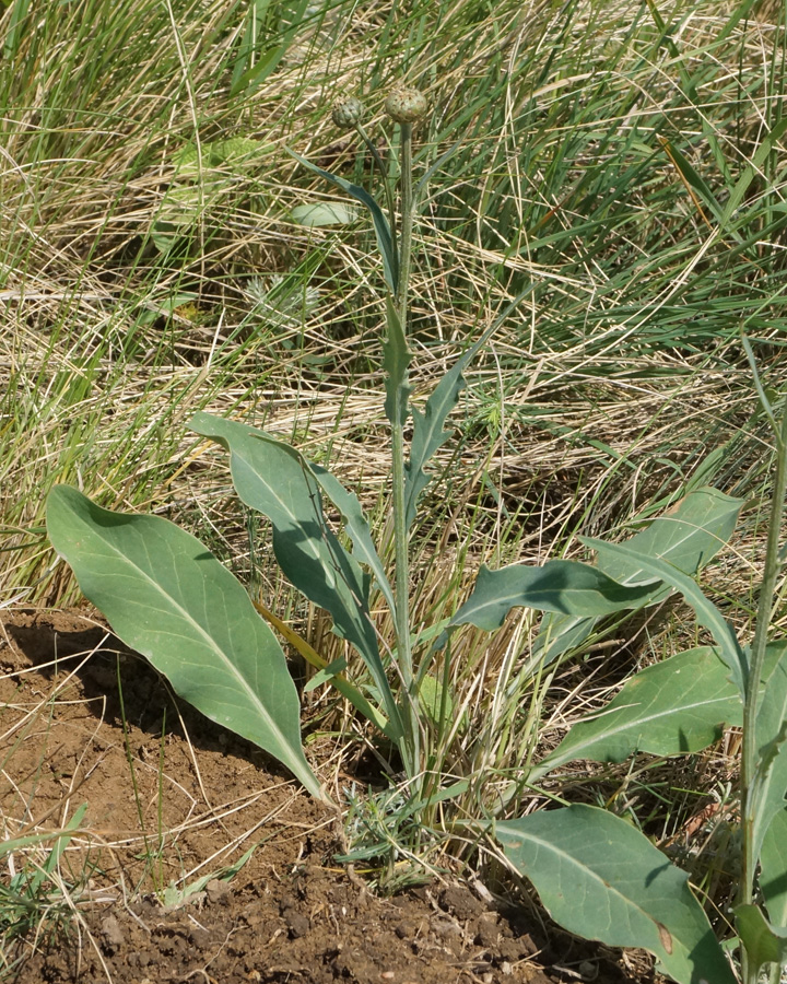 Image of Klasea marginata specimen.