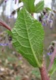 Trachystemon orientalis. Лист (вид снизу). Краснодарский край, Сочи, окр. Адлера, лес. 25.02.2015.