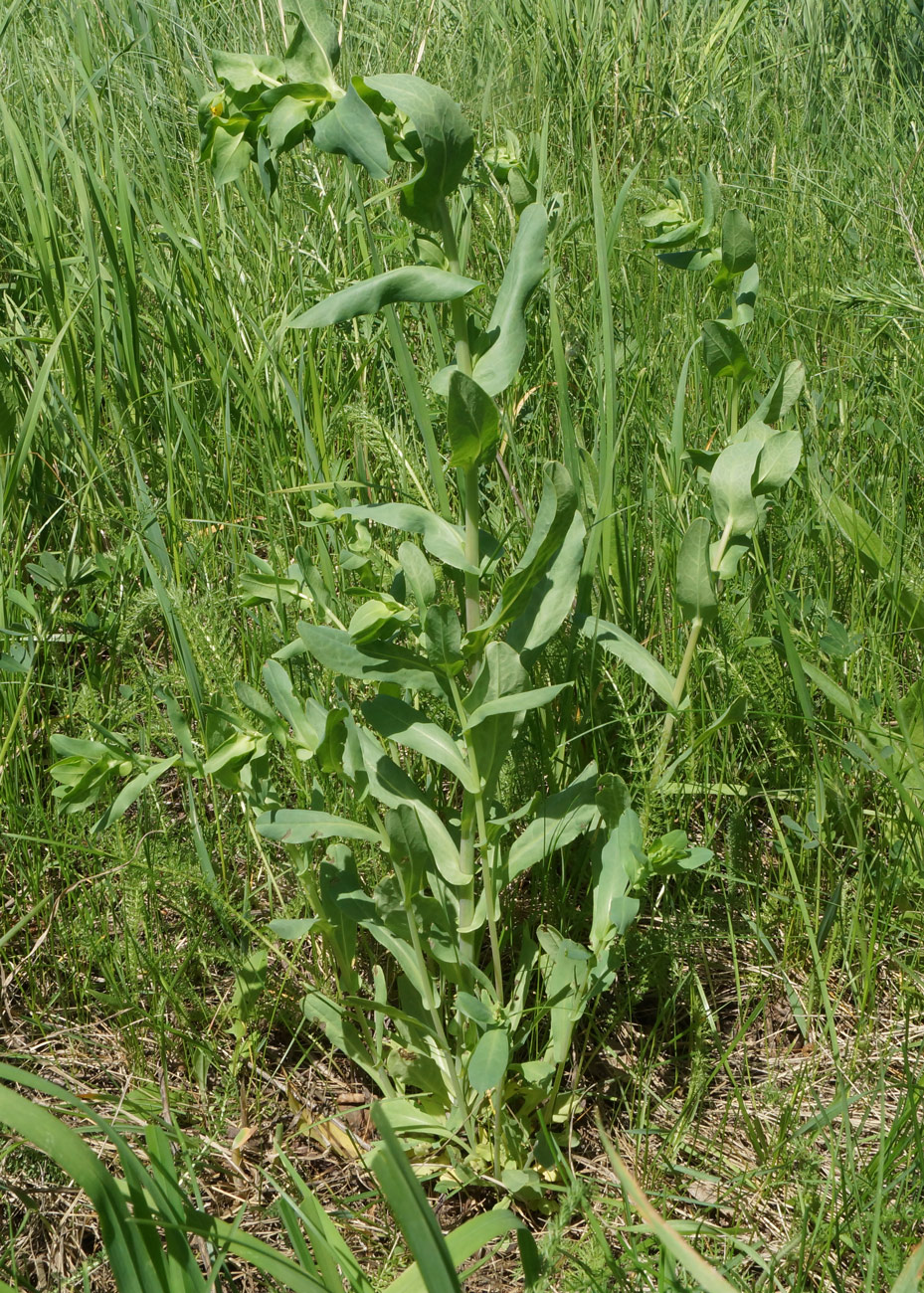 Image of Cerinthe minor specimen.