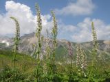 Aconitum orientale. Верхушки цветущих растений. Адыгея, Кавказский биосферный заповедник, гора Гузерипль, субальпийский луг на вершине горы, ≈ 2150 м н.у.м. 26.07.2015.