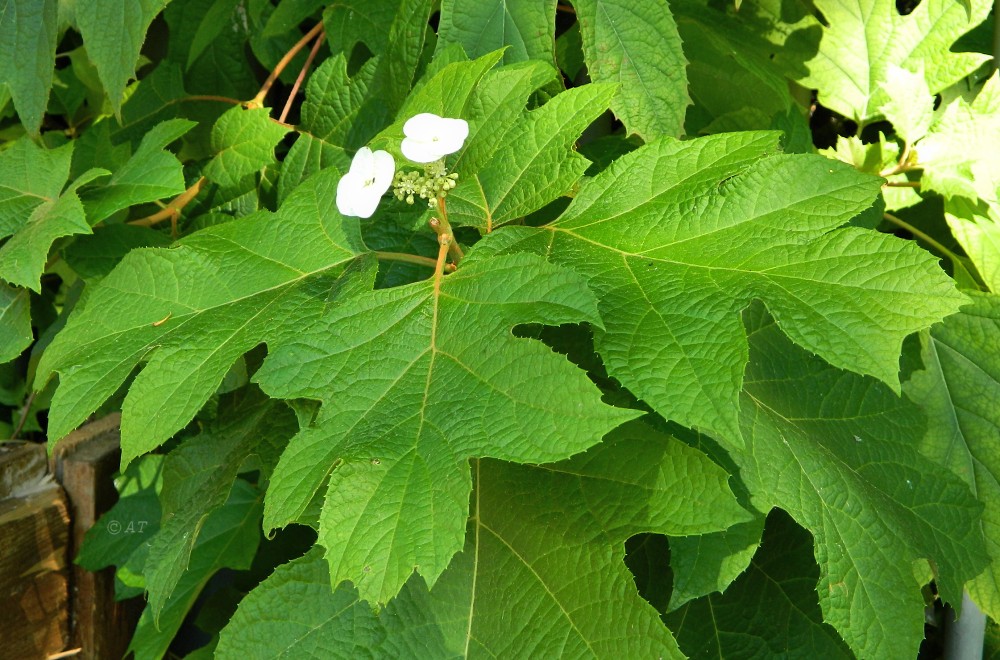 Image of Hydrangea quercifolia specimen.