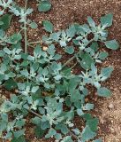 Chenopodium karoi. Молодое растение. Иркутская обл., Ольхонский р-н, о. Ольхон, побережье оз. Байкал, край Сарайского песчаного пляжа. 01.07.2014.
