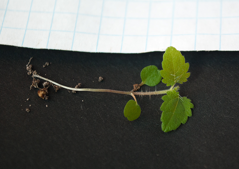 Image of Urtica dioica specimen.