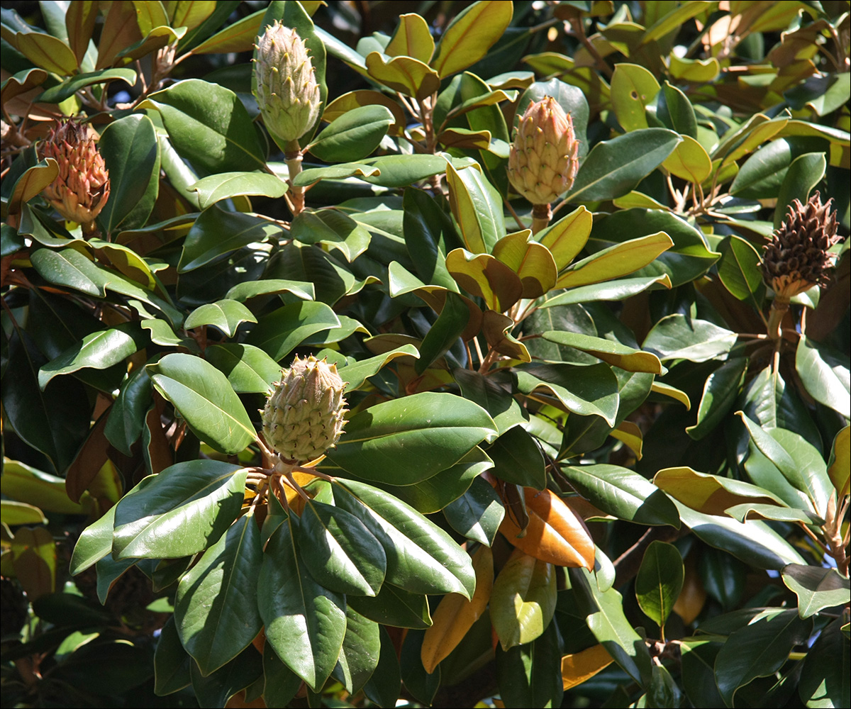 Изображение особи Magnolia grandiflora.