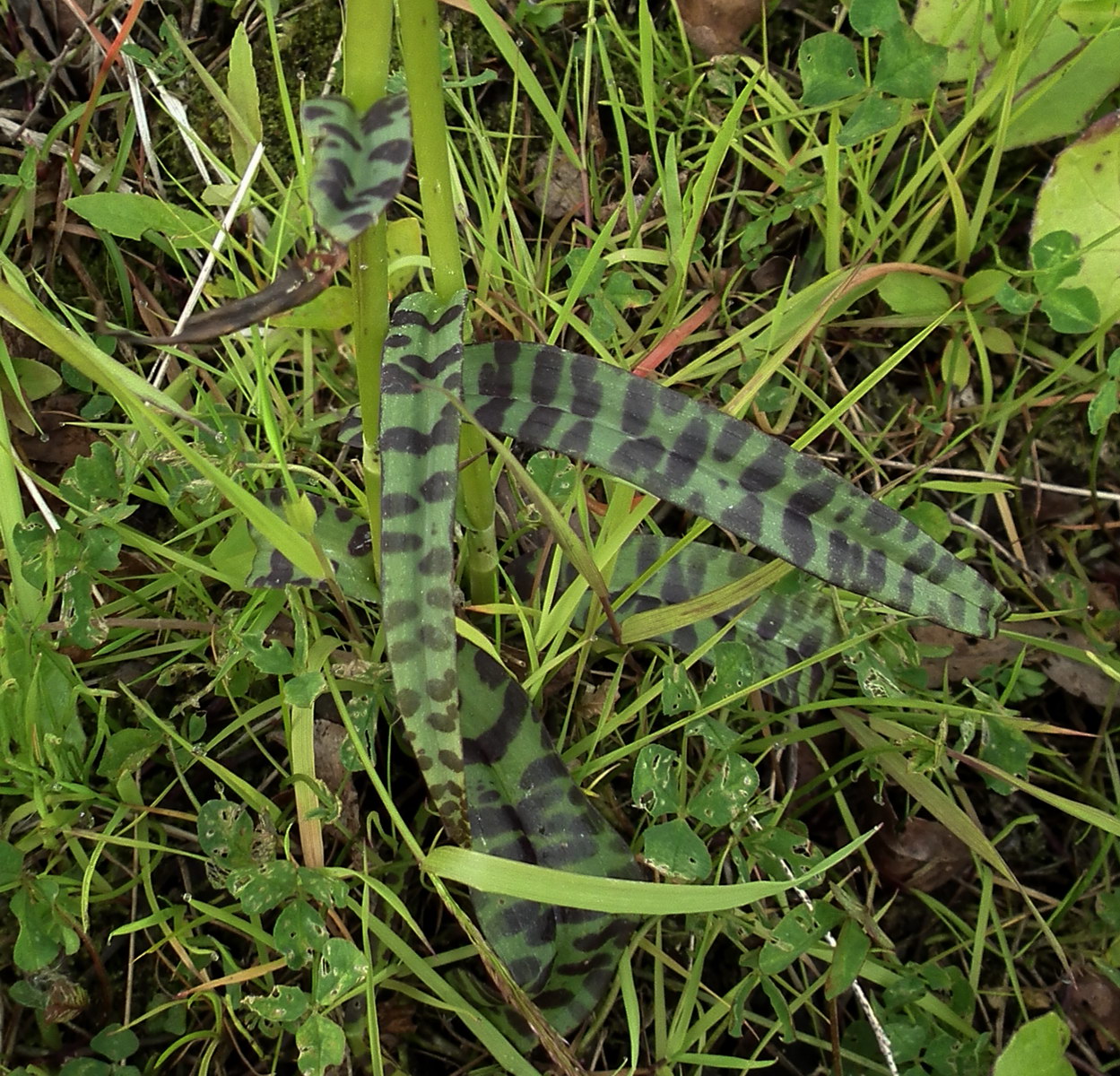 Image of Dactylorhiza psychrophila specimen.