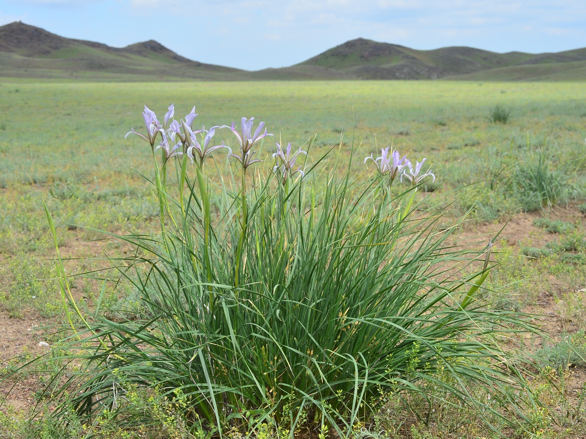 Изображение особи Iris songarica.