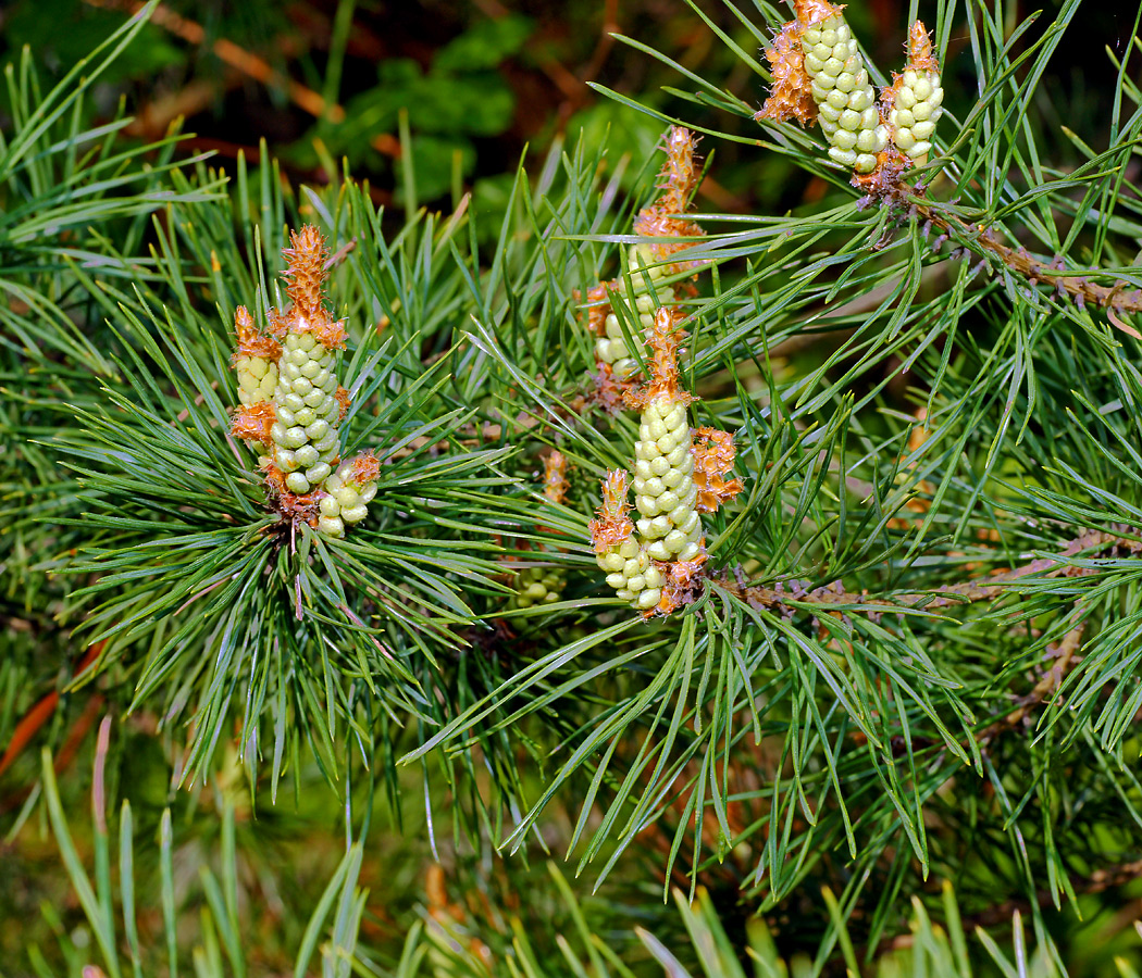 Изображение особи Pinus sylvestris.