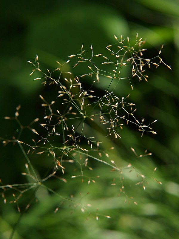 Изображение особи Agrostis tenuis.