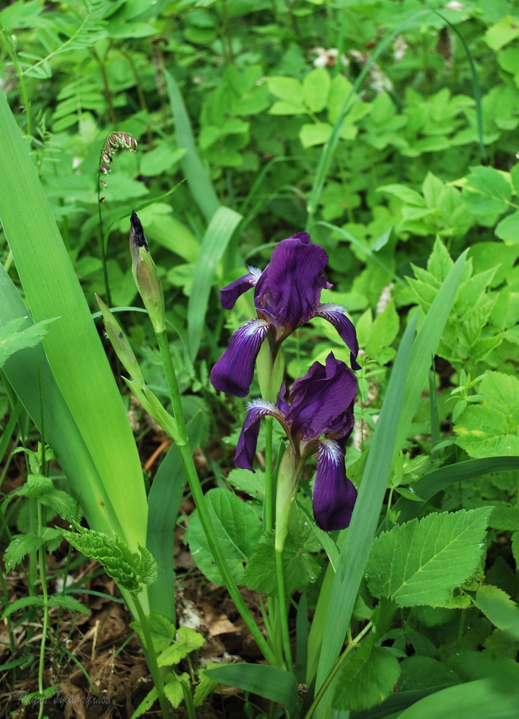 Изображение особи Iris aphylla.