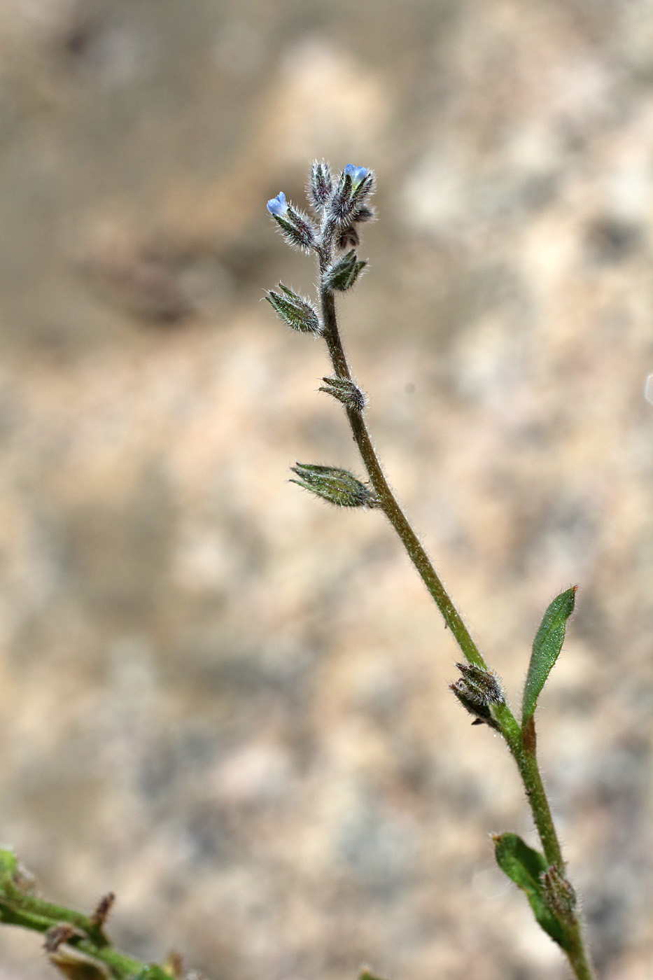 Image of Myosotis refracta specimen.