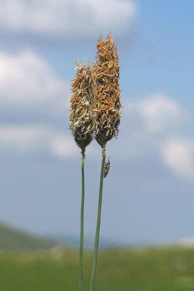 Изображение особи Alopecurus pratensis.