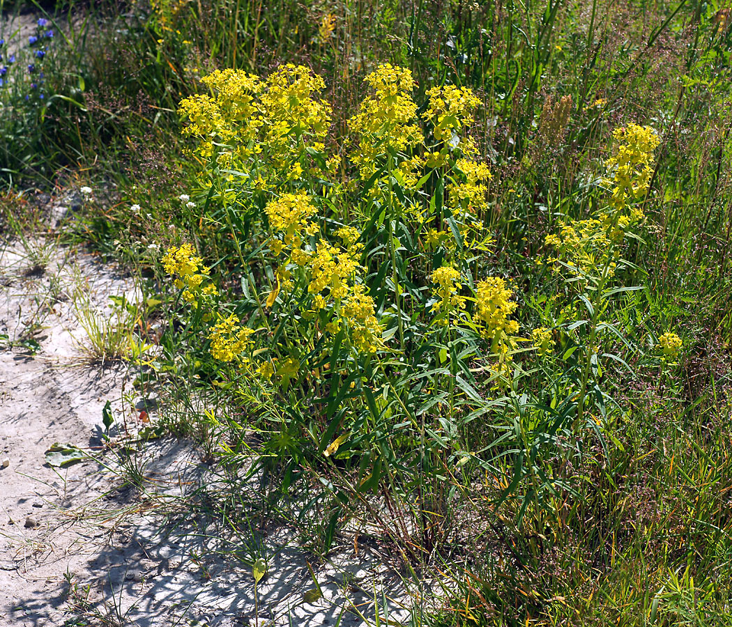 Image of Euphorbia esula specimen.