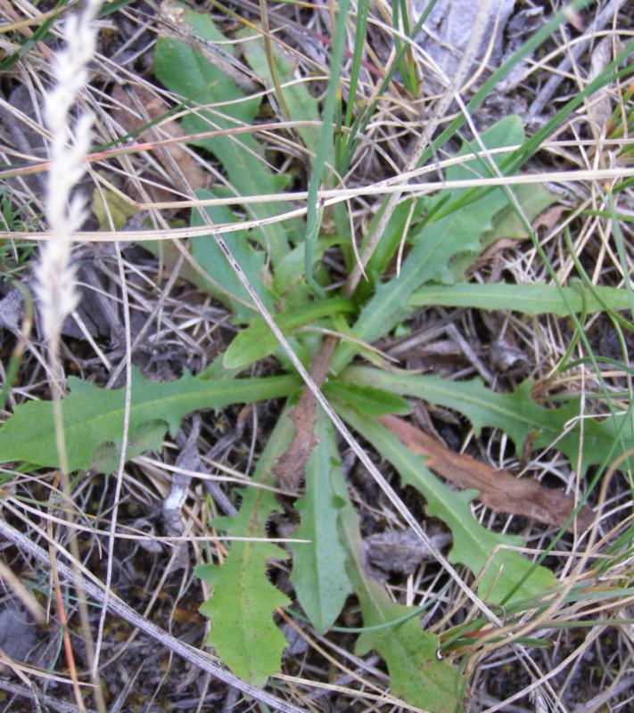 Image of Hypochaeris radicata specimen.