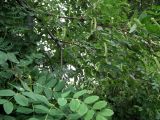 Caragana arborescens. Листья и незрелые плоды. Мурманск, мкр-н Росляково, посадки во дворе. 09.07.2016.