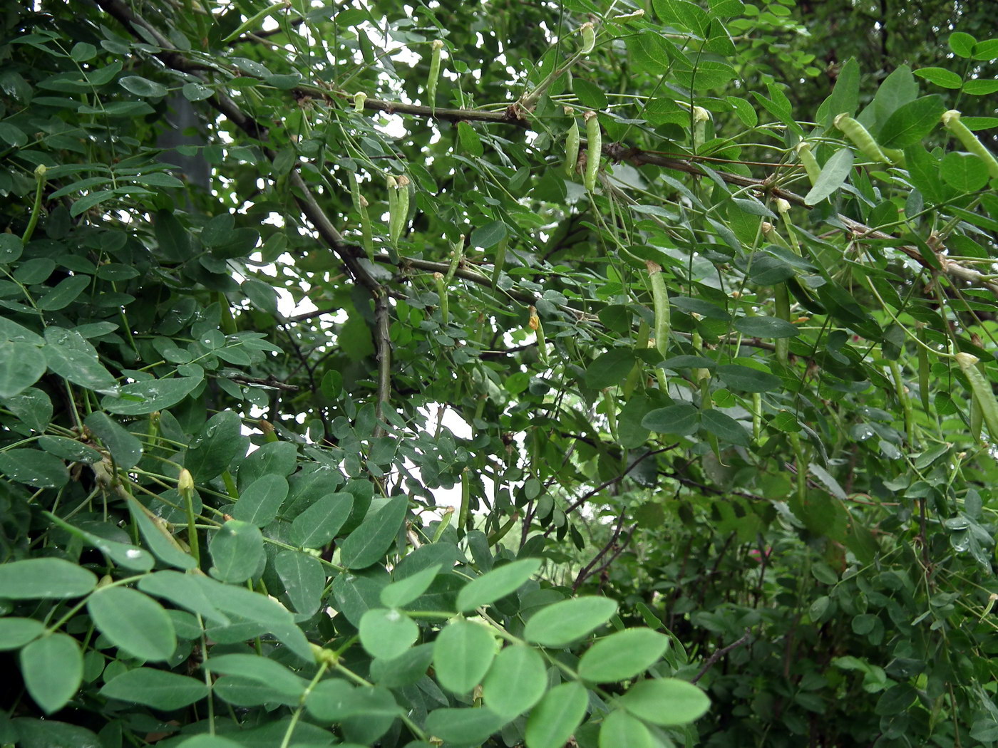 Изображение особи Caragana arborescens.