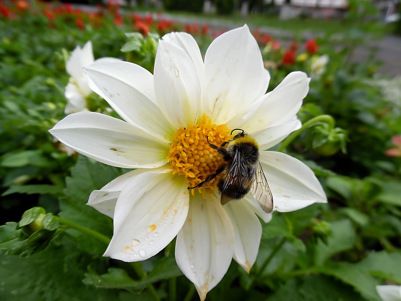 Изображение особи Dahlia pinnata.