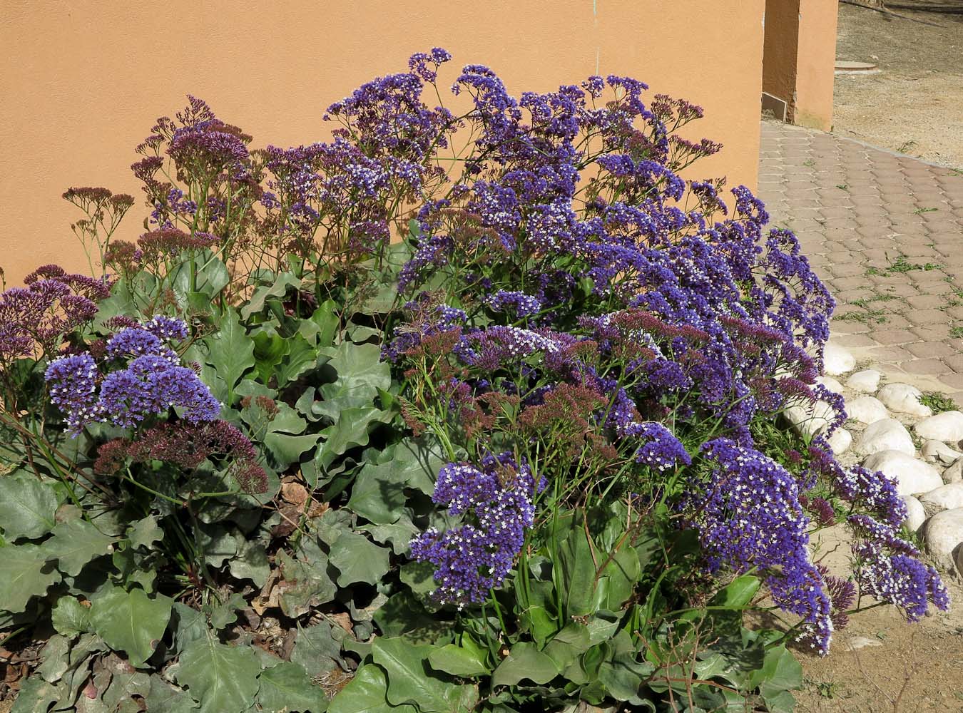 Изображение особи Limonium perezii.