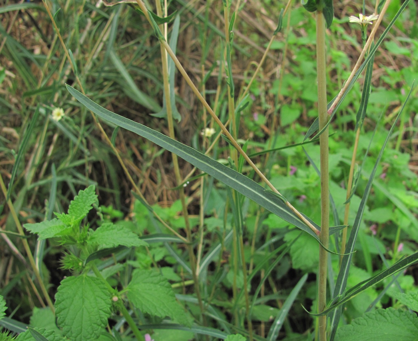 Image of Lactuca saligna specimen.