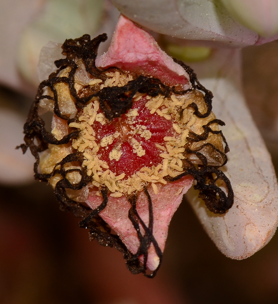 Image of Malephora crocea specimen.
