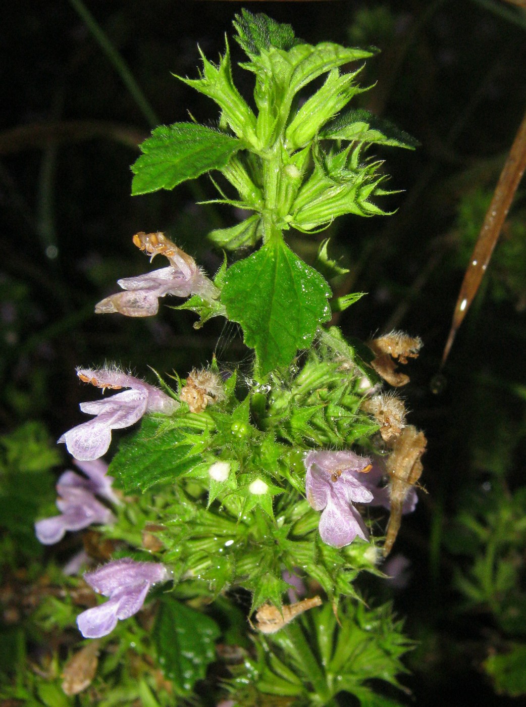 Image of Ballota nigra specimen.