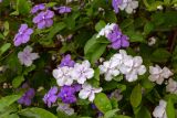 Brunfelsia pauciflora