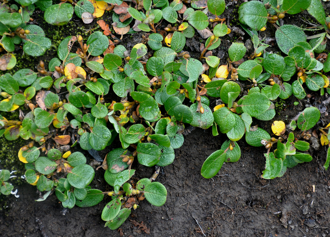 Image of Salix reticulata specimen.