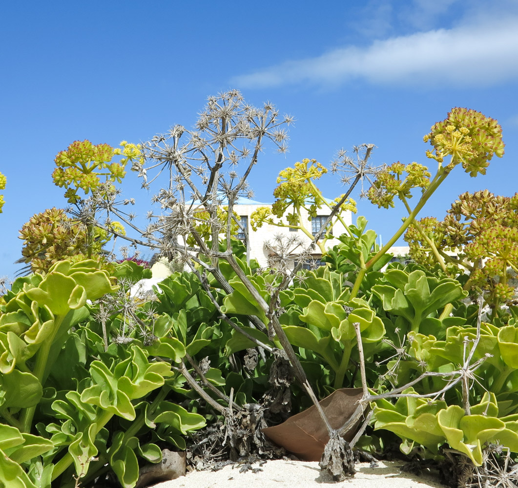 Изображение особи Astydamia latifolia.