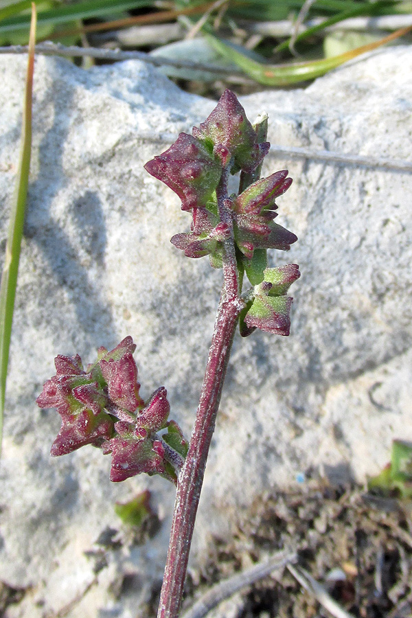 Image of Atriplex prostrata specimen.