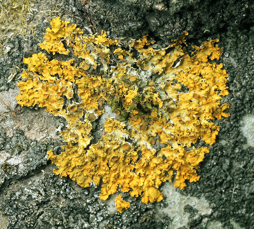 Изображение особи Xanthoria parietina.