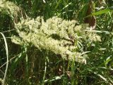 Calamagrostis epigeios