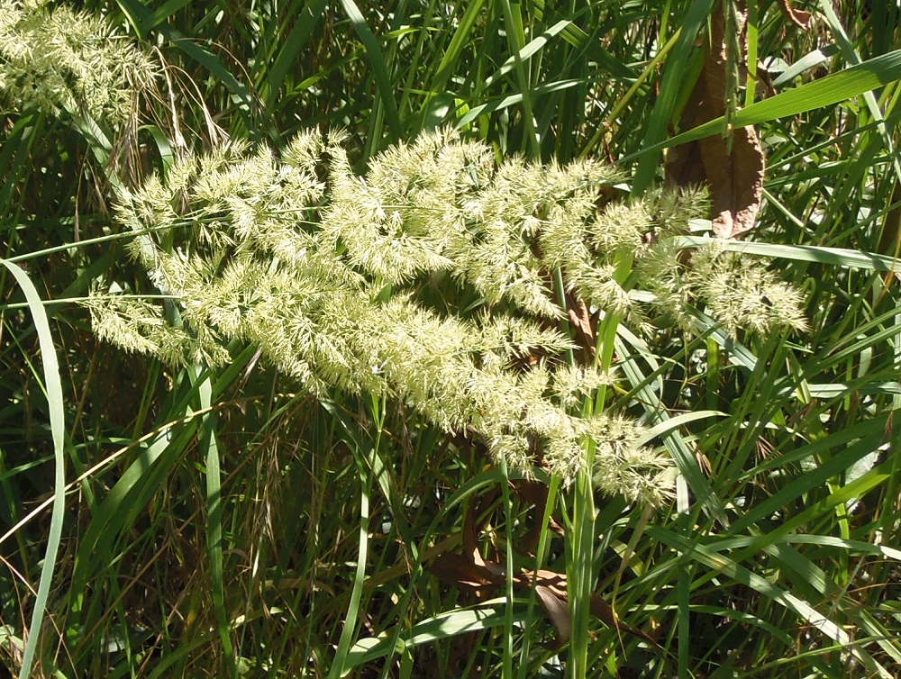 Изображение особи Calamagrostis epigeios.