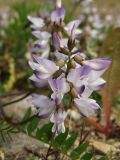 Astragalus alpinus. Соцветие. Магаданская обл., Ольский р-н, Ольское шоссе, каменистая терраса. 01.07.2016.