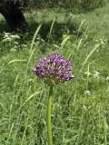 Allium stipitatum