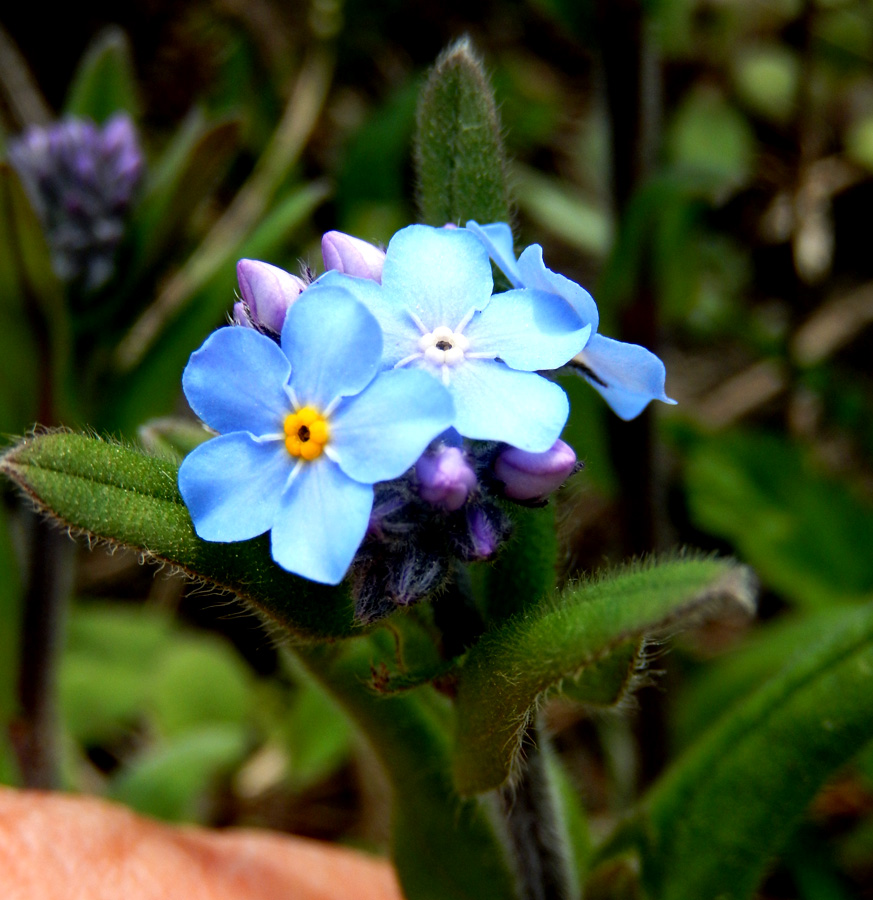 Image of Myosotis lithospermifolia specimen.