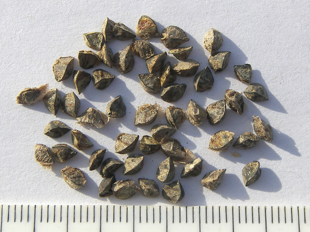 Image of Eremurus zoae specimen.