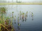 Menyanthes trifoliata. Вегетирующие растения в термокарстовом озере. Магаданская обл., Ольский р-н, Ольское шоссе, осоково-пушицевая кочкарная тундра. 03.07.2013.