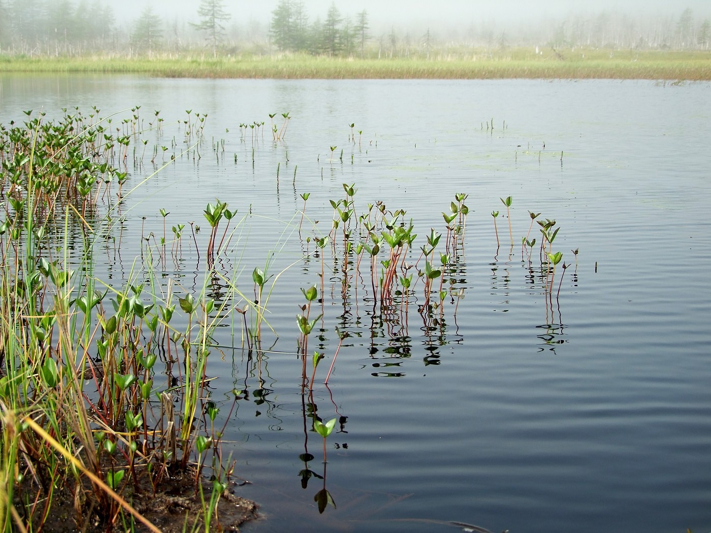 Image of Menyanthes trifoliata specimen.