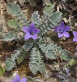 Campanula rupestris