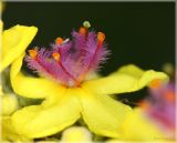 Verbascum marschallianum