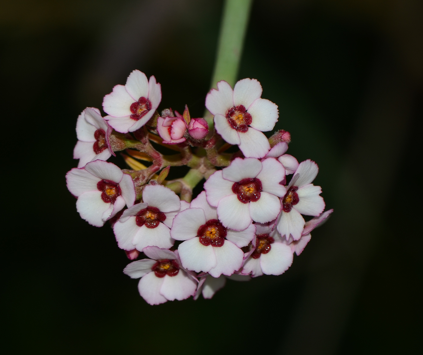 Изображение особи Euphorbia xanti.