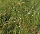 Parnassia palustris. Цветущие растения вдоль ручья. Восточно-Казахстанская обл., г. Риддер, окр. Малоульбинского вдхр., влажный луг. 30.07.2008.